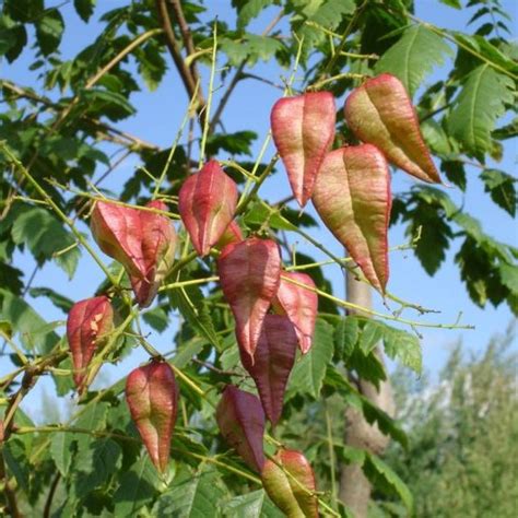 Buy Golden Rain Tree Koelreuteria Paniculata 10 Seeds Online