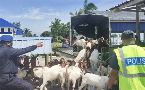 Penyeludup Lari Tinggal Kambing Dalam Lori Fmt