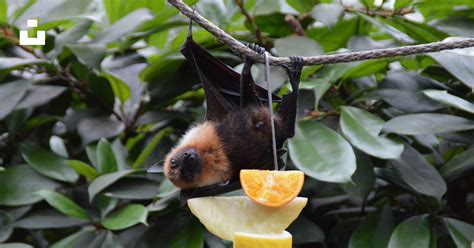 black bat photo  bat image  unsplash