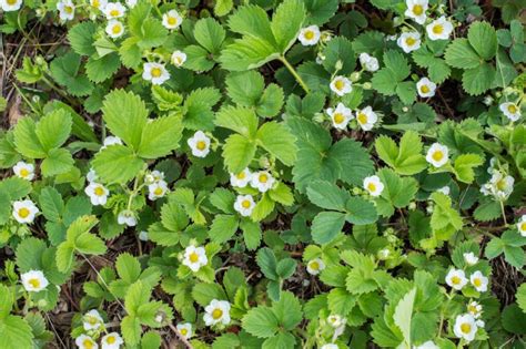 Strawberry Flowers All You Need To Know