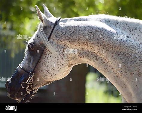 Arabian Horse Hi Res Stock Photography And Images Alamy