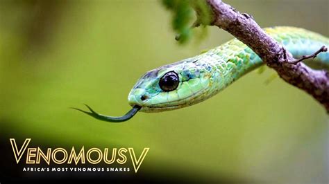 This Snake Is More Venomous Than A Black Mamba The Venomous Youtube