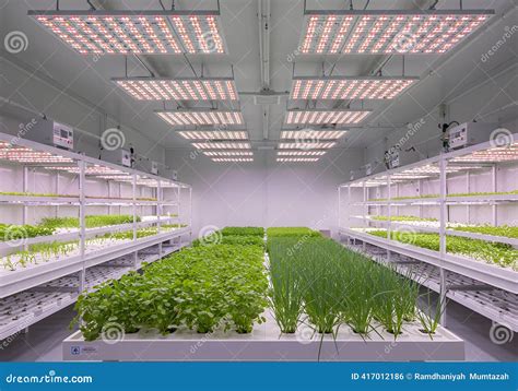 hydroponic farm man harvesting organic vegetable  hydrophonic
