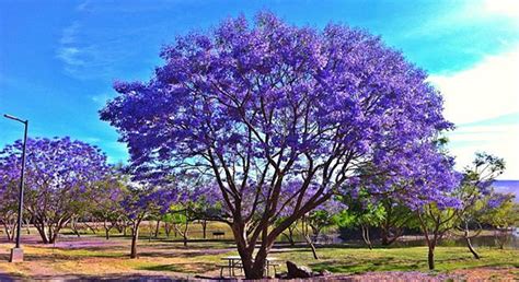 How Fast Is Jacaranda Tree Growth Rate Per Year? - EmbraceGardening