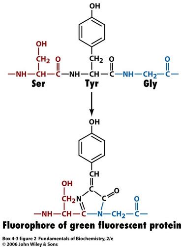 Bmol Lecture Amino Acids Peptide Bonds Protein Primary