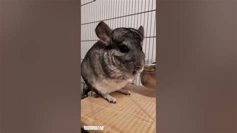 Angry Chinchilla Watch Until The End Chinchilla Youtube