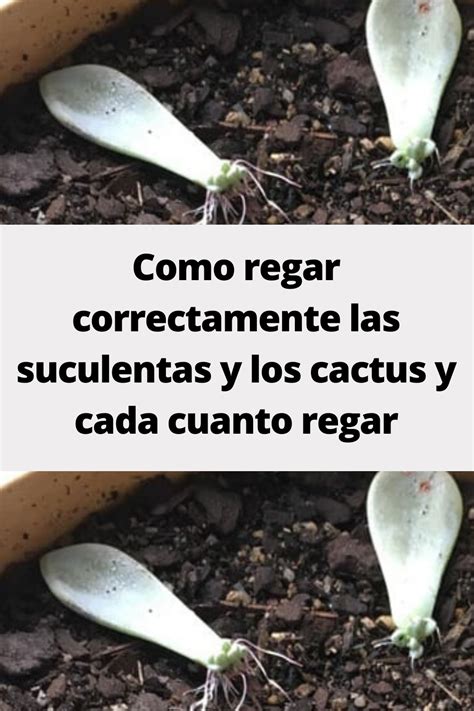 Como Regar Correctamente Las Suculentas Y Los Cactus Y Cada Cuanto