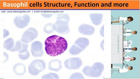 Basophils Cell Structure, Function and more | Lab Tests Guide