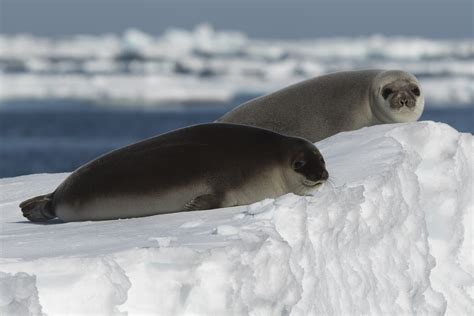 The Most Important Seal Species In The Arctic And Antarctic Seaice