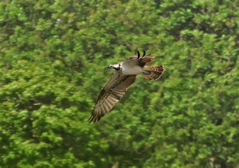 Tuesday Th May Cornwall Birds Cbwps