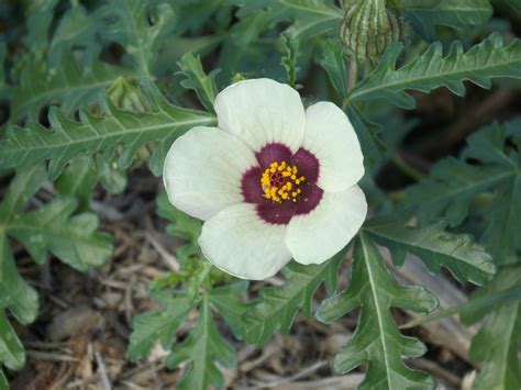 Download Free Photo Of Hibiscus Trionum Flower Of An Hour Flower Weed