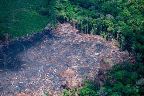 Meio ambiente Desmatamento em terras indígenas aumenta 150 AGRONEGÓCIO