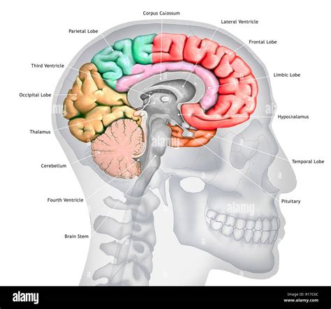 Illustration D Une Section Du Cerveau Montrant Les Diff Rents Lobes