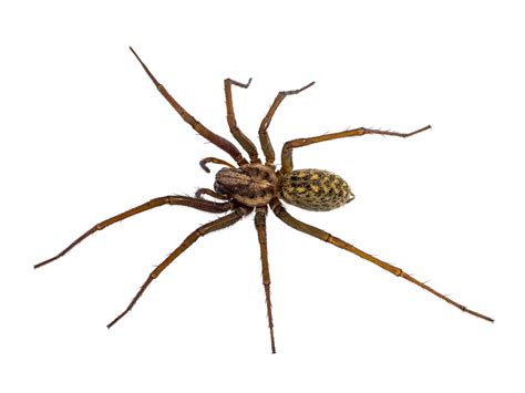 Why Is It Called A Hobo Spider