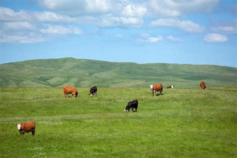 Peaceful Pasture Photograph By Todd Klassy Fine Art America