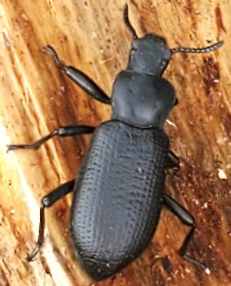 Large Black Beetle Pockmarked Back Jemez Mountains Calosoma