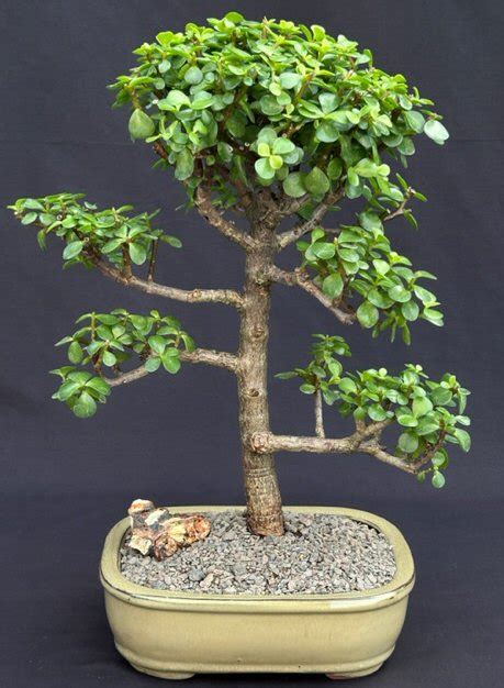 Baby Jade Bonsai Tree Portulacaria Afra