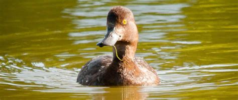 Greater Scaup Harvest Study: What the Numbers Say - WaterfowlChoke