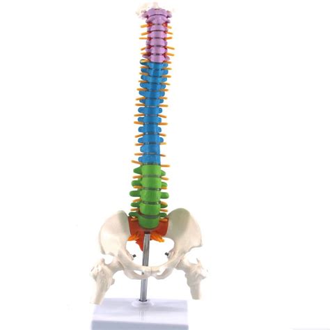 Columna Vertebral Flexible De Color Modelo Anat Mico De Tama O Real Con