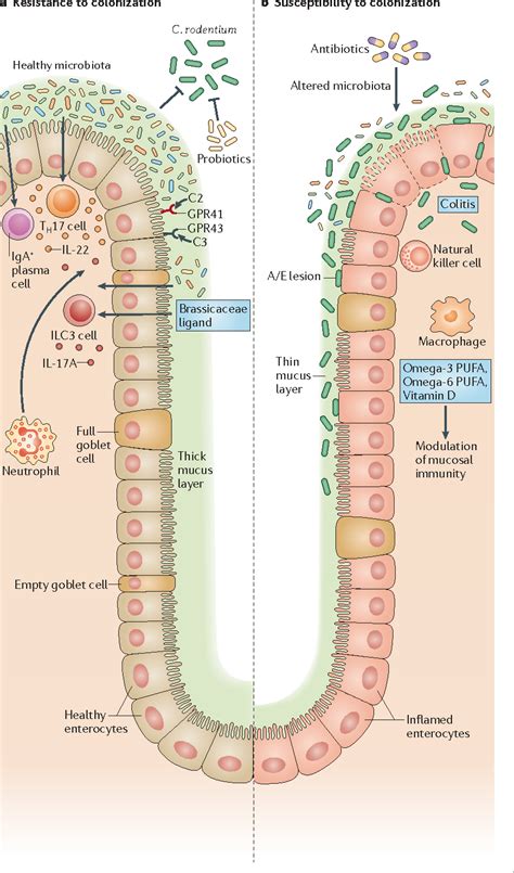 Citrobacter rodentium: infection, inflammation and the microbiota ...