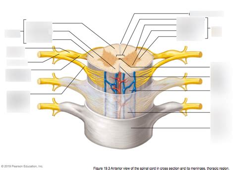 Anterior View Of The Spinal Cord In The Cross Section And Its Meninges Thoracic Region Diagram