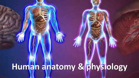 Human Anatomy And Physiology Course Online By Dr James Ross Youtube