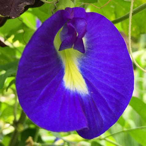 aparajita flower 9