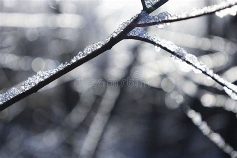 Branches Covered With Ice After Freezing Rain Sparkling Ice Covered