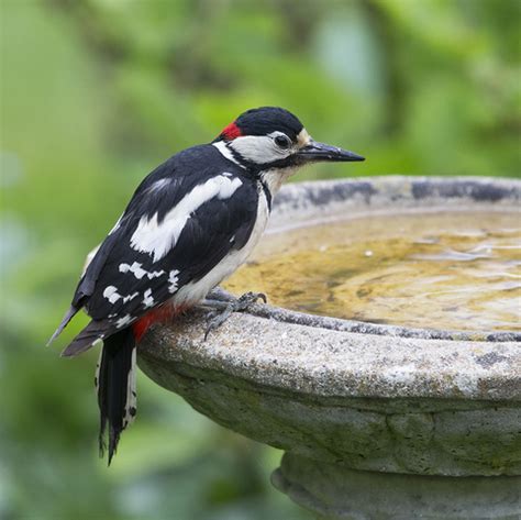 Herts Bird Club Great Spotted Woodpecker