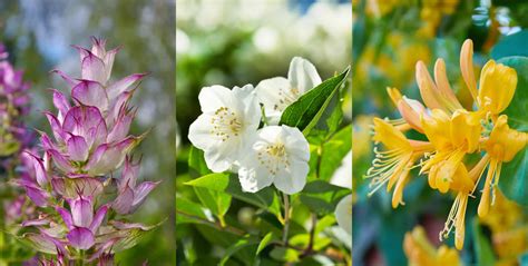 Quelles fleurs merveilleusement parfumées planter dans votre jardin ou