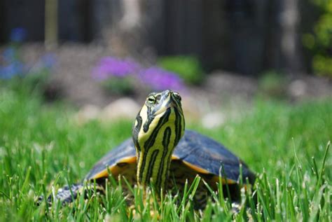 Tortuga Trachemys Scripta Scripta La Tortuga De Orejas Amarillas