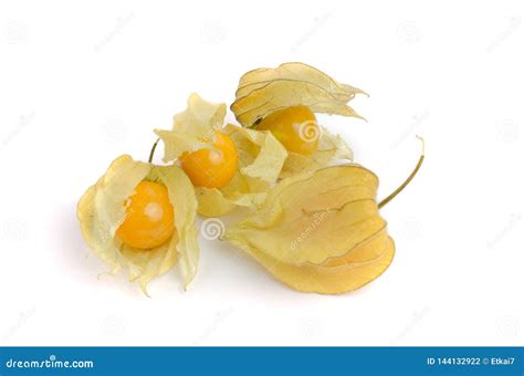 Physalis D Isolement Sur Un Fond Blanc Coqueret Comestible Photo Stock