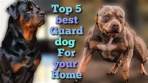 Top 5 Best Guard Dog For Your Hometop Best Guard Dog Youtube