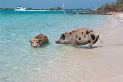 How to get to Pig Island and Pig Beach Bahamas in the Exumas