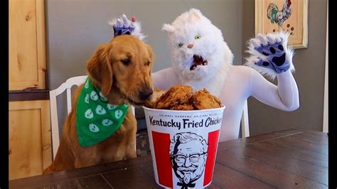 Cat Leaves Dogs Alone With Kfc Chicken Youtube