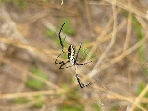 Yellow Garden Spider Texas The Online Zoo Black And Yellow Garden