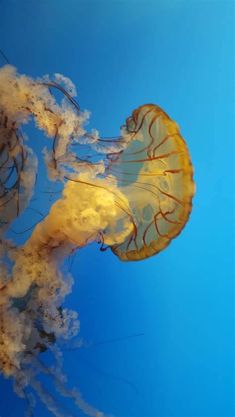 Jellyfish in the Baltimore National Aquarium | Smithsonian Photo Contest | Smithsonian Magazine