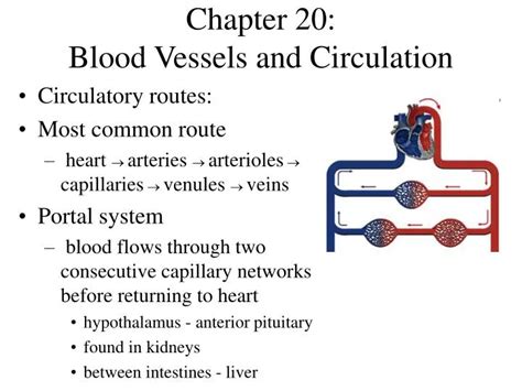 Ppt Chapter 20 Blood Vessels And Circulation Powerpoint Presentation