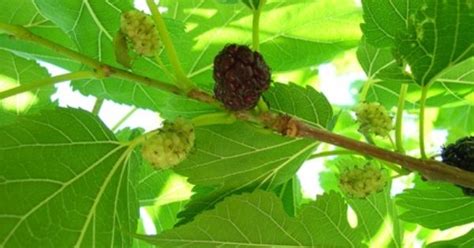 Fruitless Mulberry Tree Identification Maira Yeager