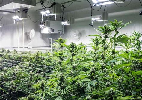 How to Grow Cannabis Indoors: A Comprehensive Guide - GetBudsLegalize.com