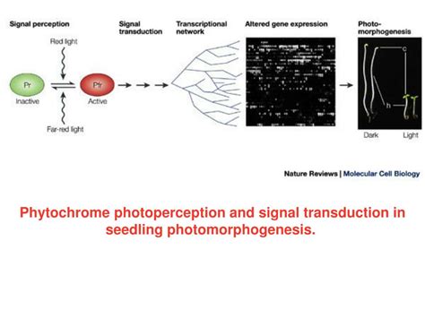 Ppt FotomorfogÉnesis Powerpoint Presentation Free Download Id4648557