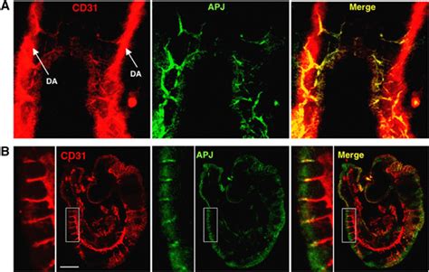 Expression Of Apj In Embryo A Whole Mount Staining Of E Mouse