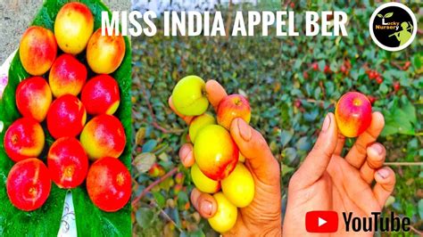 Miss India Appel Ber Plants Successful Farming Miss India Appel Ber