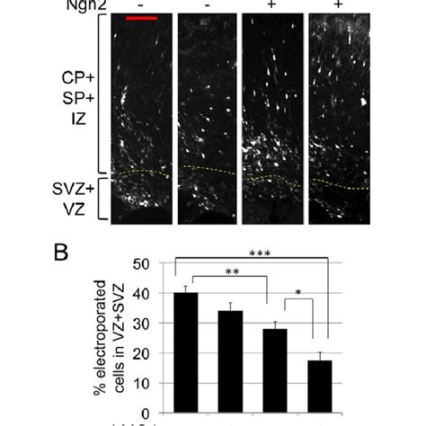 LMO4 Enhances NGN2 Mediated Neuronal Differentiation In Utero A In