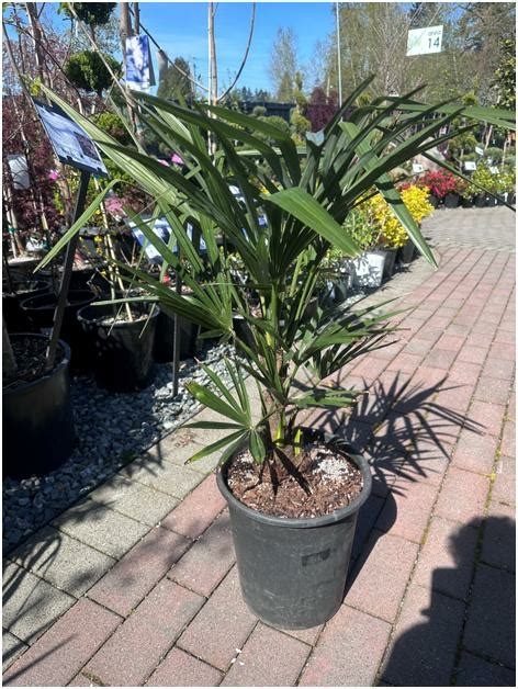 Windmill Palm Triple Tree Nurseryland