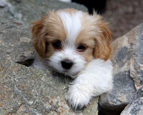 52 Best Cavachon Puppies Images On Pinterest Adoption Cavachon