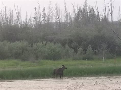 Spotted this guy walking along the sturgeon river in St.Albert earlier today. : r/alberta