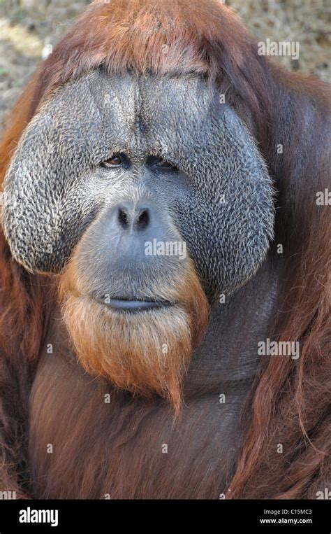 Orangutan Face Stock Photos & Orangutan Face Stock Images - Alamy