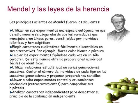 Genetica Mendel Y Sus Leyes