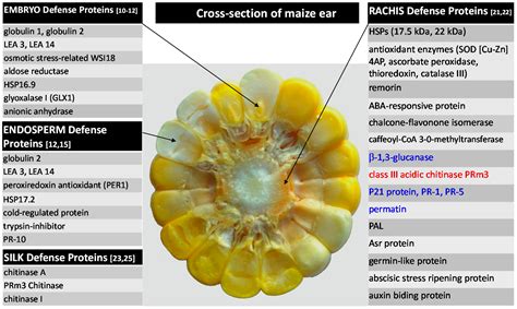 IJMS Free Full Text Maize Pathogen Interactions An Ongoing Combat